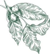 Salatblatt